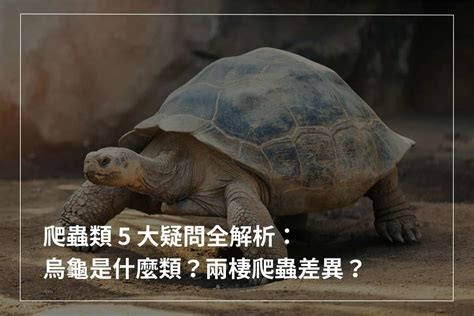 烏龜是體內受精嗎 蘇民峰九運